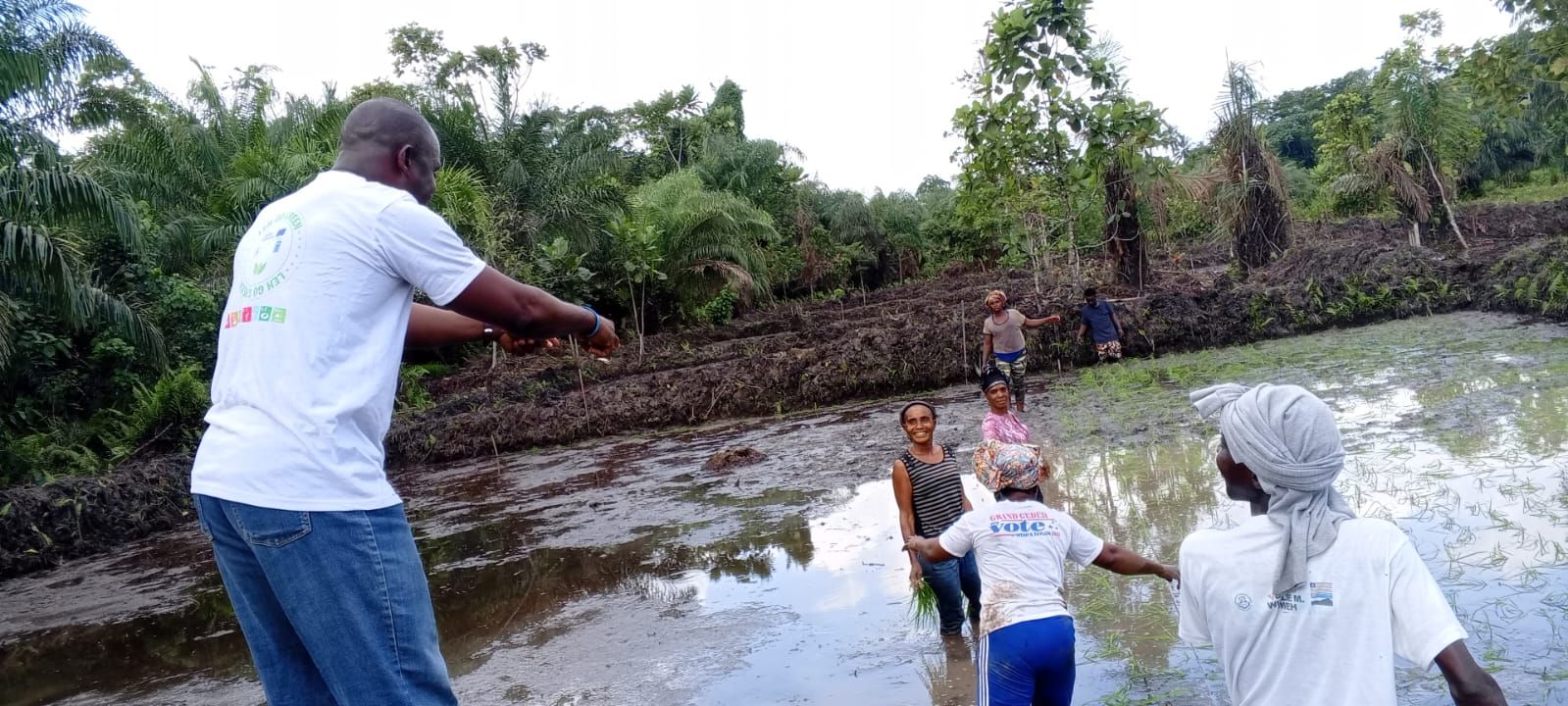 Mangrove roots