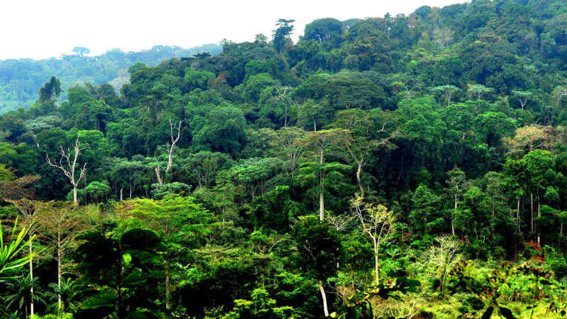 Forest Restoration Project