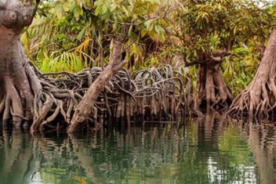 Mangrove ecosystem