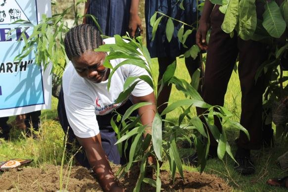Young tree seedlings prepared for reforestation